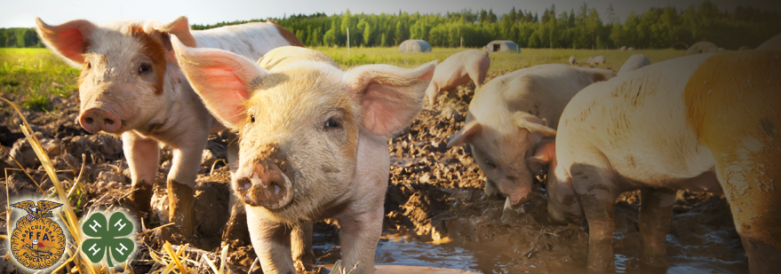 pigslide